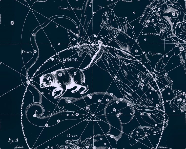 Малая Медвидица. Рисунок из атласа созвездий Яна Гевелия