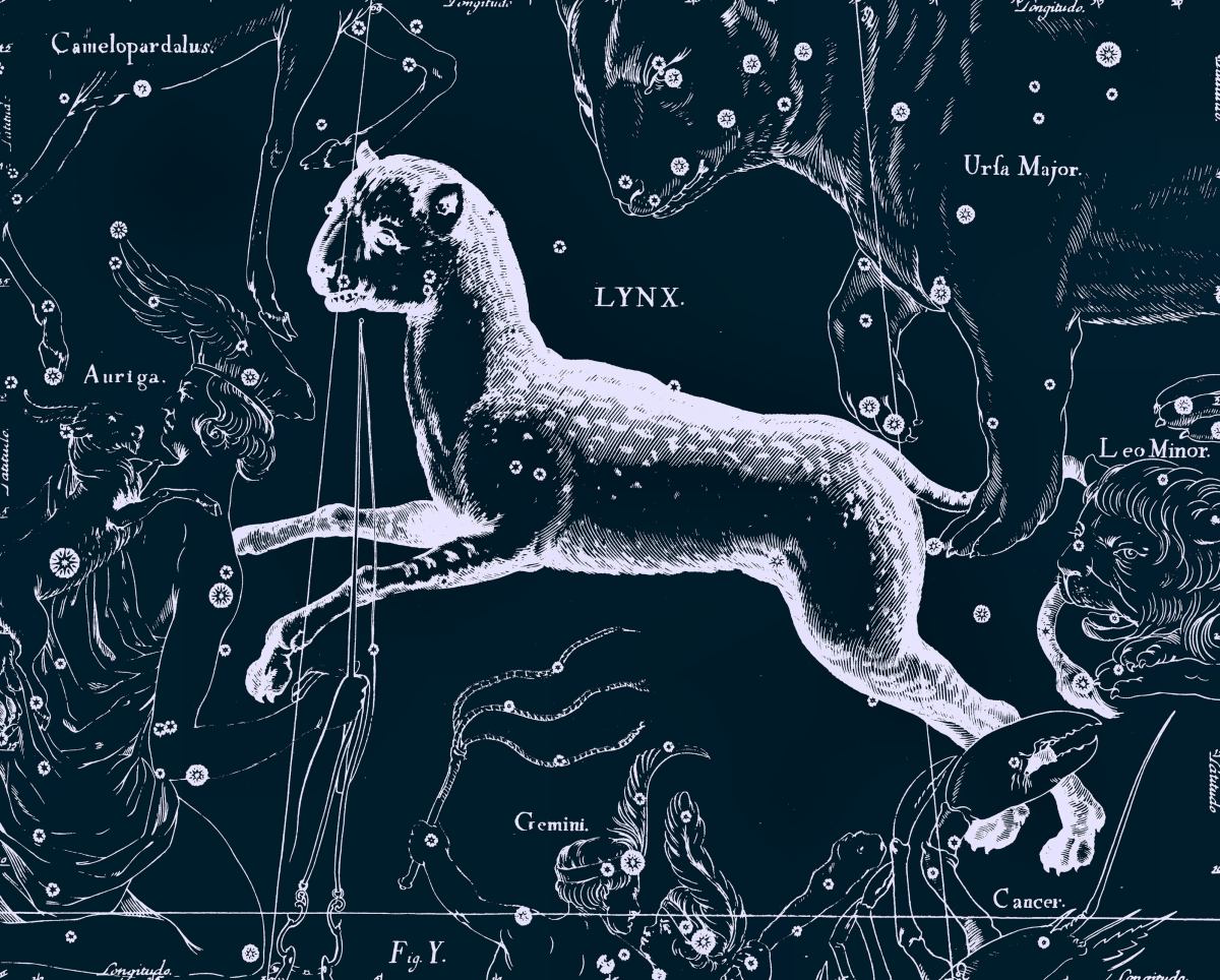 Рысь, рисунок Яна Гевелия из его атласа созвездий