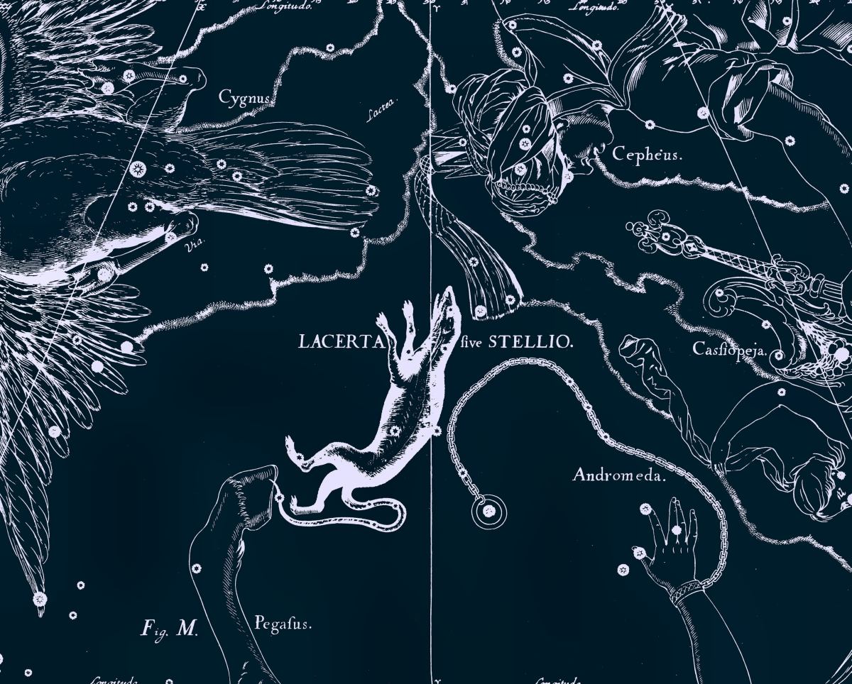 Ящерица, рисунок Яна Гевелия из его атласа созвездий