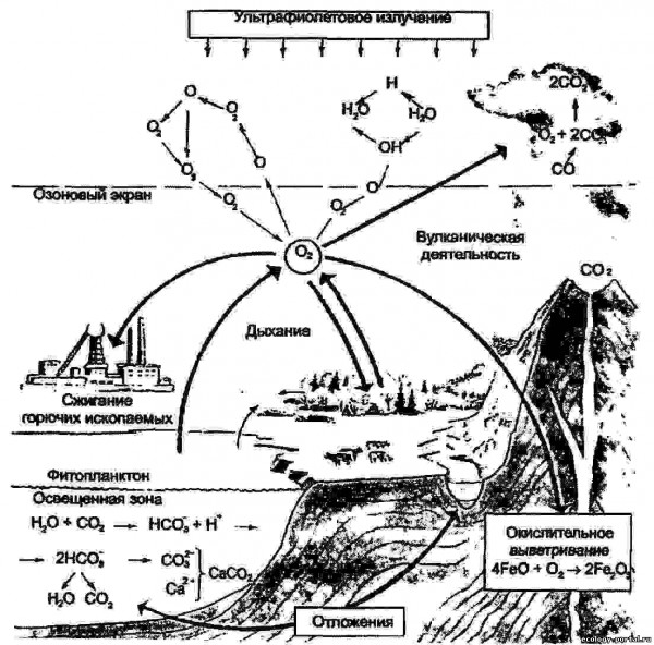 Круговорот кислорода в природе схема 11 класс
