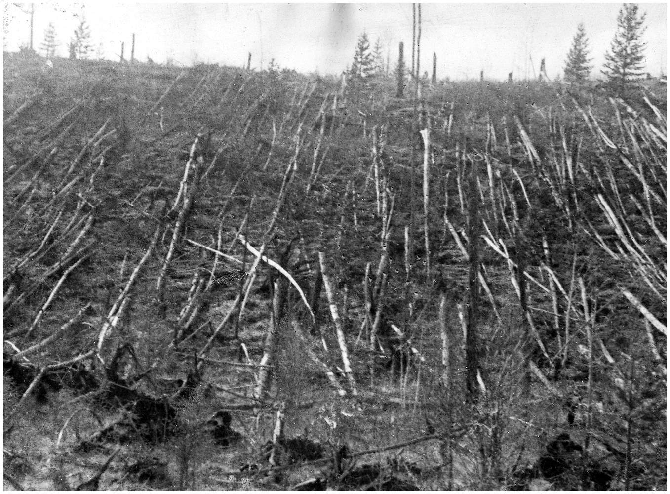 Поваленный лес на месте падения Тунгусского метеорита